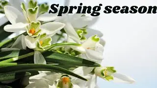 10 lines on spring season/essay on spring season in English/essay writing on spring season