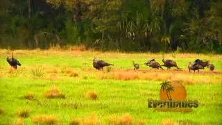 Everglades Adventures Promo