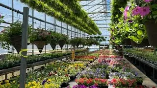 Plant Nursery in oman  🇴🇲/ green house flowers 