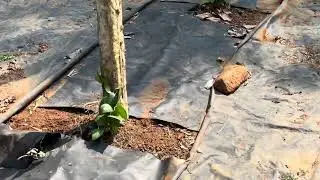 കുരുമുളക് തയ്യ് നട്ടതിന് ശേഷം ഉള്ള വീഡിയോ