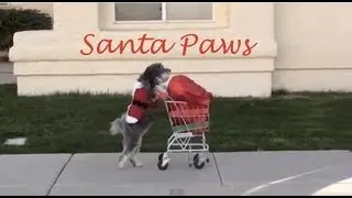 Dog Saves Christmas- SANTA PAWS