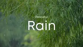 Relaxing Rain Sounds for Sleep, Study, and Meditation | Calming Rainfall & Nature Ambience