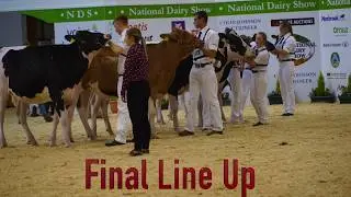 National Dairy Show.Showmanship (Class C) Holstein/Jersey Calf.Judge -Michael Yates