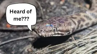 Easiest Reptiles That You Haven’t Heard Of!