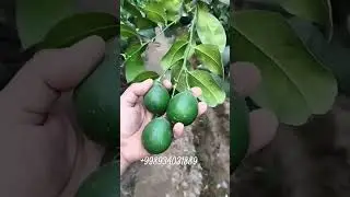 Meyr navli limon kochatlar sotuvdaa.. murojat uchun / +998934031889..+998993976849