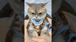 #cat #tpy #unfrezzmyaccount #video my cat #fashion #cat