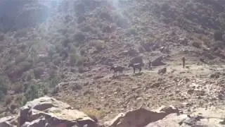 Mules and Muleteers on the path at Tzi Mzik