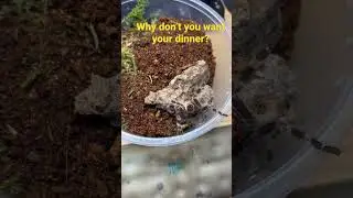 Feeding goes wrong&hellip; angry spider #tarantula #feeding #livefood #pets #tarantulasofinstagram