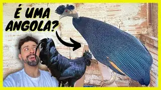 Criação de Guttera - Ayam Cemani | Gutejando