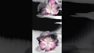 Orchid scanography scanner art #art #photography #artist #scanner #digitalart #digitalphotography