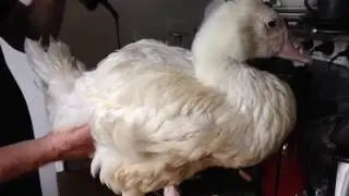goslings & chicks  get spa treatment