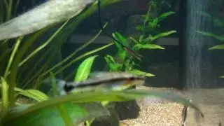 165. Algae before and after oto cats