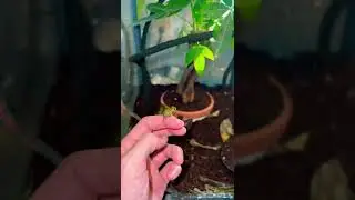 Baby SQUIRREL TREE FROG 😫 #babytreefrog #treefrog #petfrog
