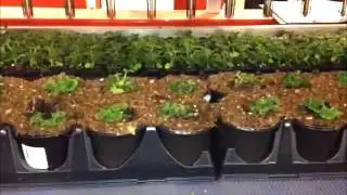 Dallas Johnson Greenhouses Facility