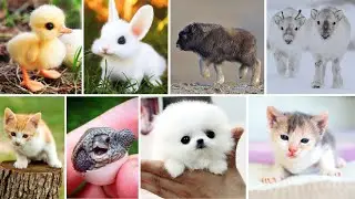 Amazing Animals That Can Detect Human Diseases | mmm