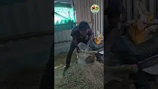 Poultry Shed Dust Problem 😷 | Causes & Simple Solutions | Tamil | VJ Farms