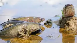 Incredible Fishing!..in Mud Water in Dry Season | 2025 A Lot Of Catfish & Snakehead Fish