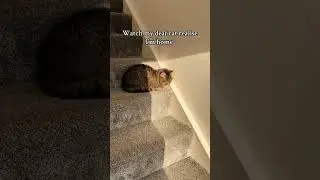 Blind and Deaf Cat
