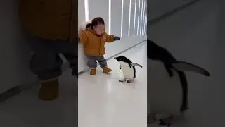 Toddler is teaching a Rescue penguin how to waddle! 🐧❄️