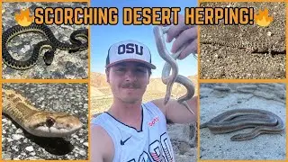 SCORCHING Desert Herping! Snakes and Lizard Abundance