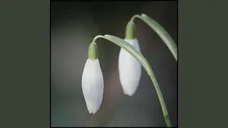 Arrival of Spring