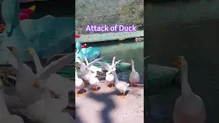 Duck Attack #shorts #short #duck #shortsvideo #birds