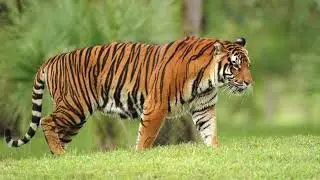 Well come to Manas national park// #assam #national #park 