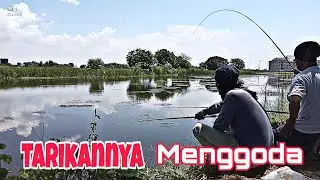 mancing bandeng di tambak terbengkalai