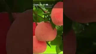 🍊🍎🍐ALPHA VINA Lan Tỏa Tinh Thần Cộng Đồng tại Lễ Hội Tr&aacute;i C&acirc;y Bắc Ninh 2025 🍊🍎🍐
