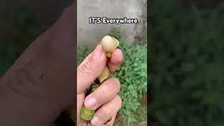 Do you know this yummy fruit ?😋 #physalis #rare #rurallife #countryside #gardening #backyard #fruit