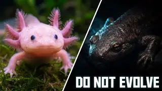 The Regenerating Baby Dragon &mdash; Axolotl Documentary