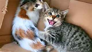 Rescued Kitten Angry & Hissing First Time Petted By Human, Until I Give Belly Rubs - Cats Meowing
