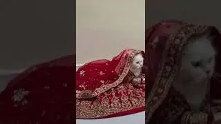 cute cat wedding 🫰🏻💕🫶🏻 #shortsvideo #cat @Sweetflowriaandme