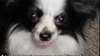 loldogs