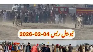 New Bull Race inFebruary 4, 2026 bit ka jalsa all janubi Punjab ke bail. نیو بیل ریس مظفرگڑھ