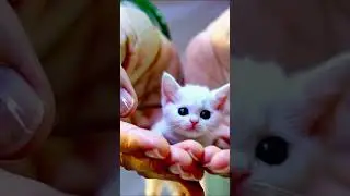 Ce minuscule chaton se cache  dans mes mains ! 😍🐾