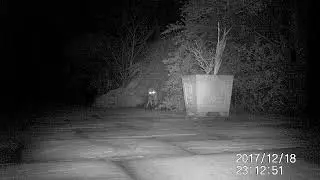 18-12-2017 Dog Fox Calling at Beginning of Mating Season