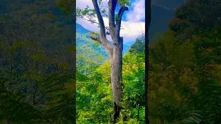 Coonoor city travel #tamilnadu #shortvideo #enjoy