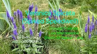 Plant Spiked Speedwell to get spikes of blooms all season long, year after year. #perennialflowers.