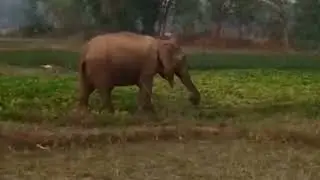 tiruldih में जंगली हाथी#######