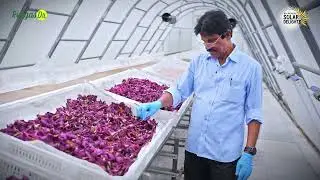 Pure Hibiscus Drying Under the Sun | Solar Delights&rsquo; Farm-Fresh Wellness.