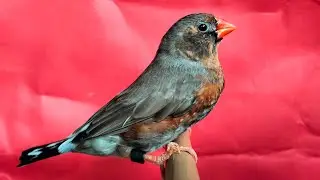 Zebra Finch Black Beauty #zebravinken #soothing #relaxing #birds #finch #pet