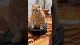 POV: Buying a Roomba Was My Villain Origin 🐈🍊
