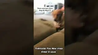 💖😍 Dog Videos 2022😍💖 #PET INSIGHT #shorts | PET INSIGHT