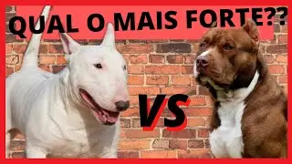 PITBULL VS BULL TERRIER QUAL O MAIS FORTE??