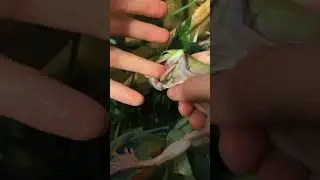 Whites tree frog thinks I'm food!