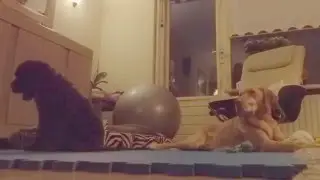 Clickertraining with a Barbet puppy (8 weeks old)