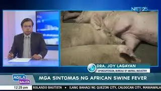 Mga sintomas ng African Swine Fever