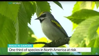 One third of bird species in North America at risk