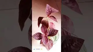 How to propagate Alternanthera(lalsa)/Ruby leaf plant ☘️☘️#Gardening tips# shorts#Israt's Garden🌿🌿